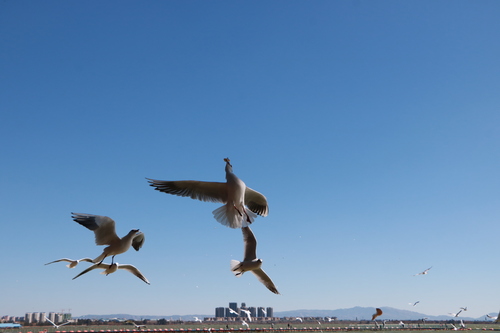 上海计算机软件技术开发中心＋周琦文＋胜者+13917257669